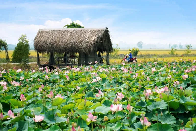 Đồng Tháp có gì chơi? Những địa điểm nổi tiếng không nên bỏ qua